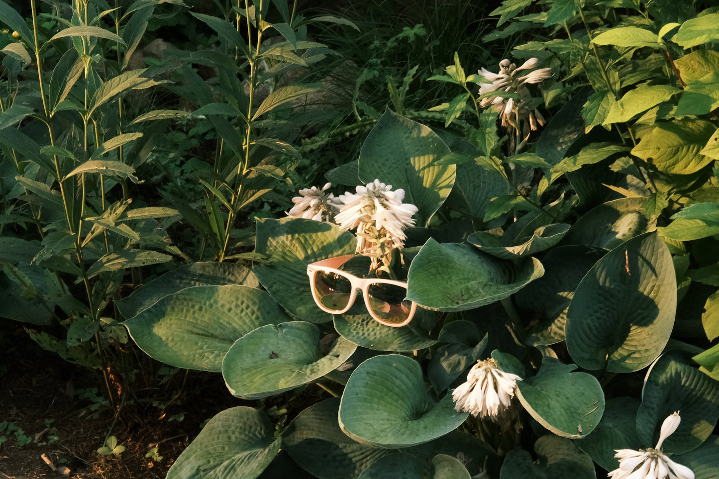 Tamalpais Sunglasses (Pink / Pink)